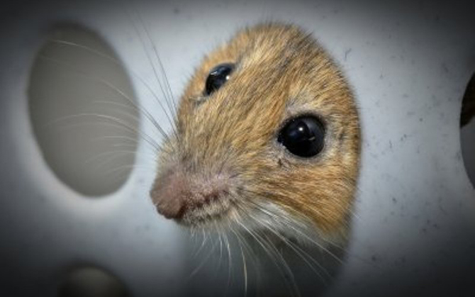 10 примеров эволюции, которые происходят прямо сейчас