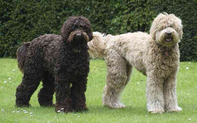 10 примеров эволюции, которые происходят прямо сейчас