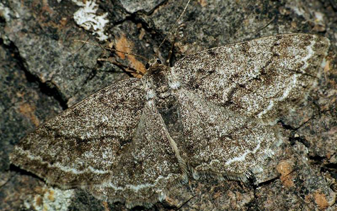 10 примеров эволюции, которые происходят прямо сейчас