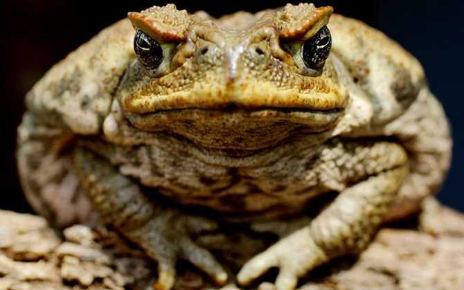 10 примеров эволюции, которые происходят прямо сейчас