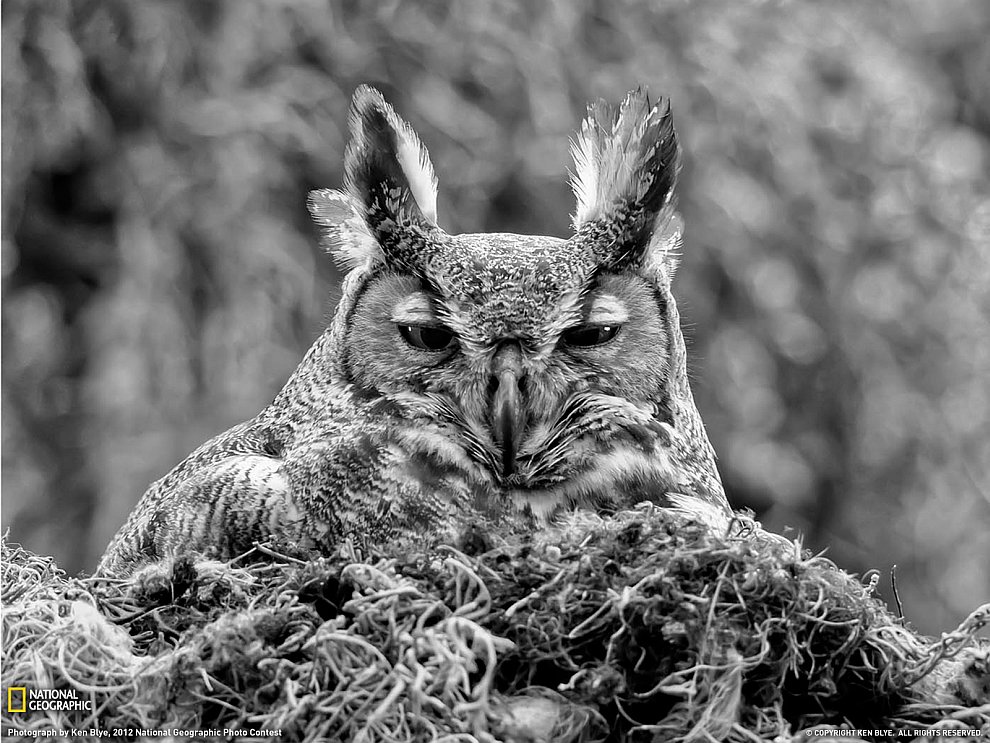 National Geographic: лучшие фотографии ноября