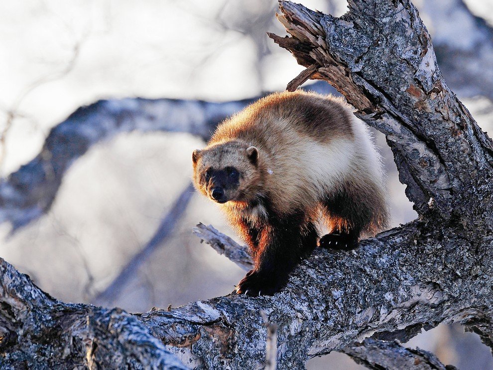 National Geographic: лучшие фотографии ноября