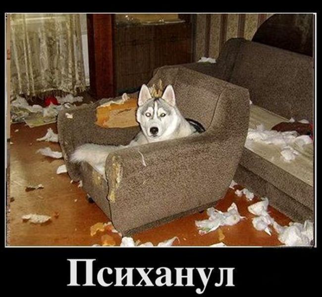 Психанул)) (40 картинок)