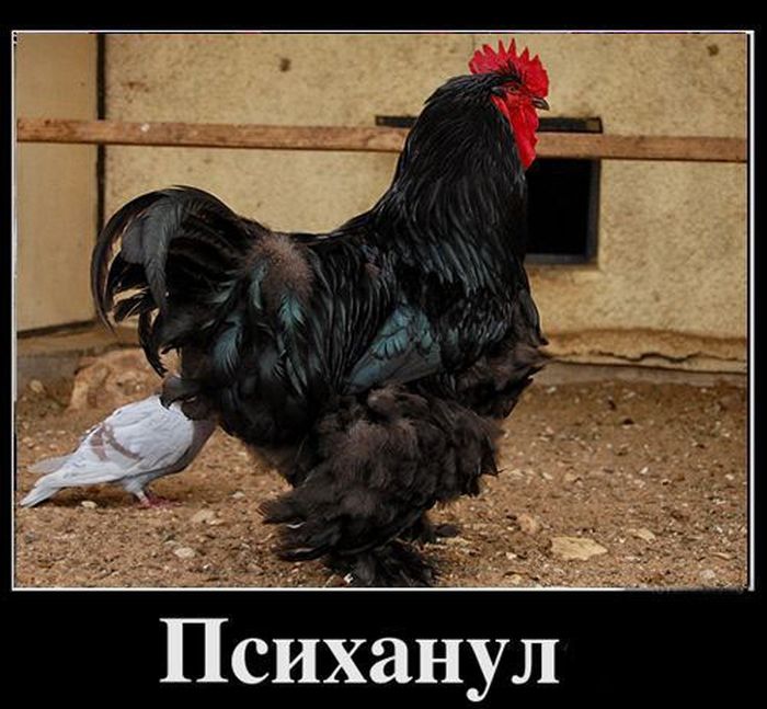 Психанул)) (40 картинок)