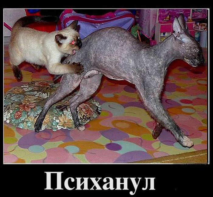 Психанул)) (40 картинок)