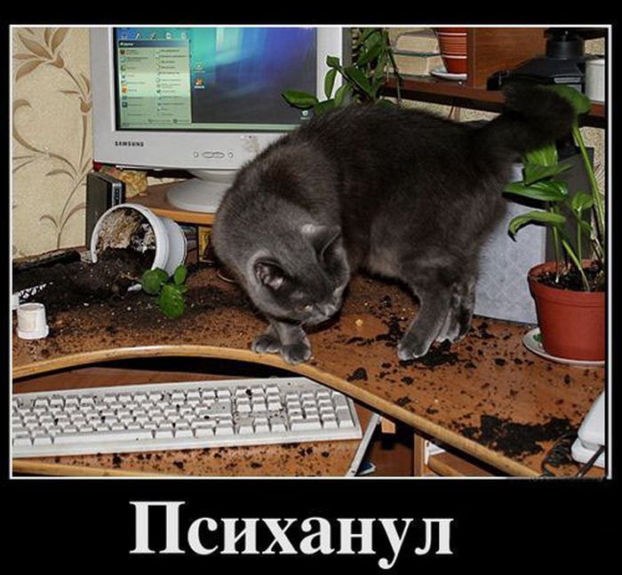 Психанул)) (40 картинок)