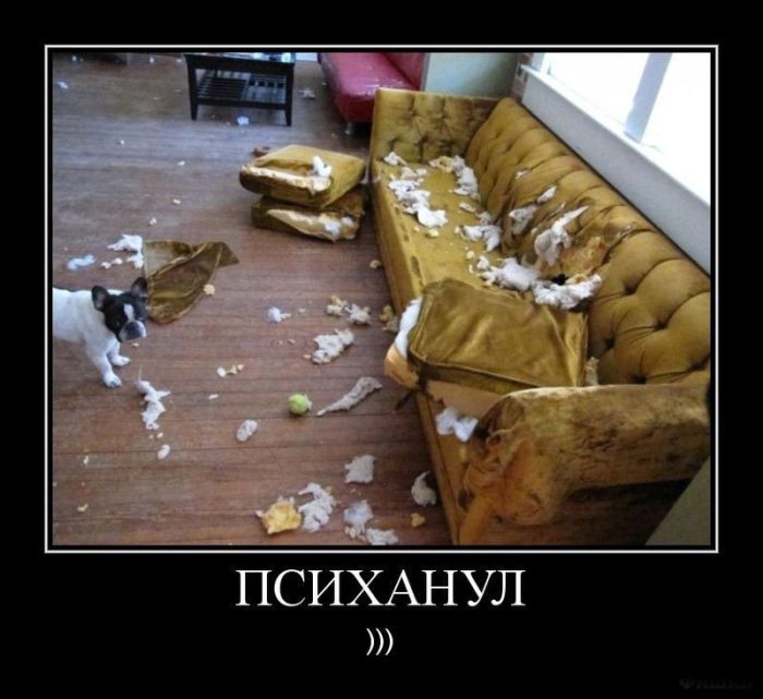 Психанул)) (40 картинок)