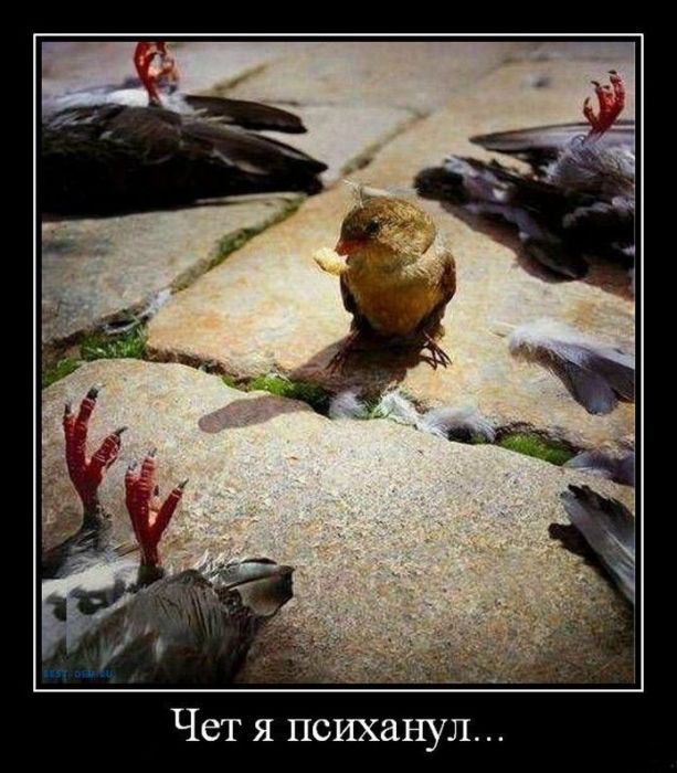 Психанул)) (40 картинок)