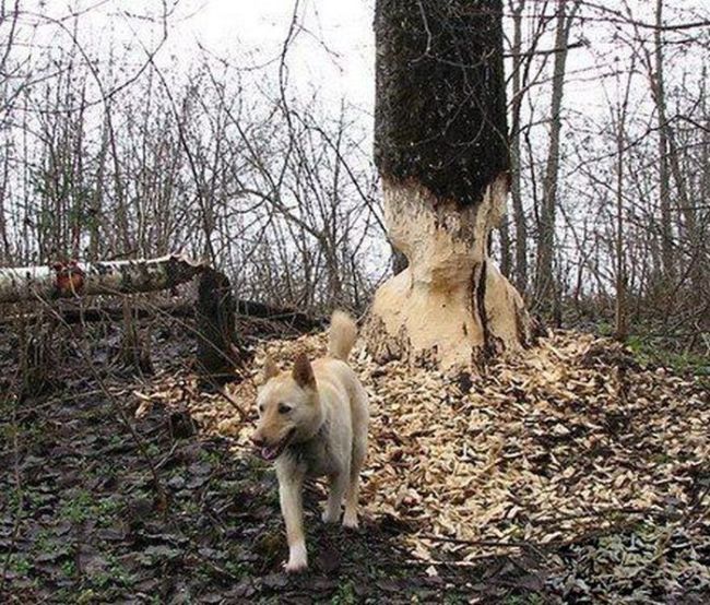 Психанул)) (40 картинок)