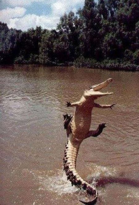 Психанул)) (40 картинок)