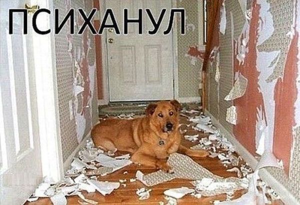 Психанул)) (40 картинок)