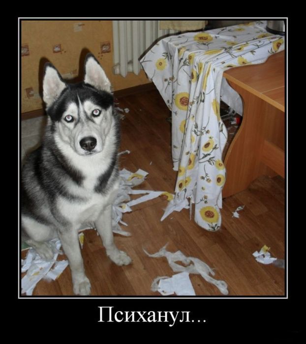 Психанул)) (40 картинок)