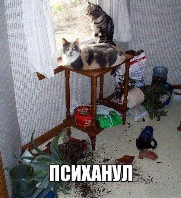Психанул)) (40 картинок)
