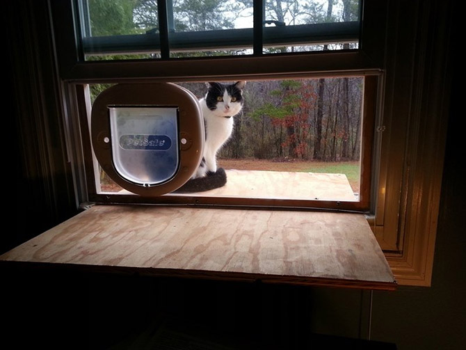 Интересные факты о кошках Интересные факты о кошках