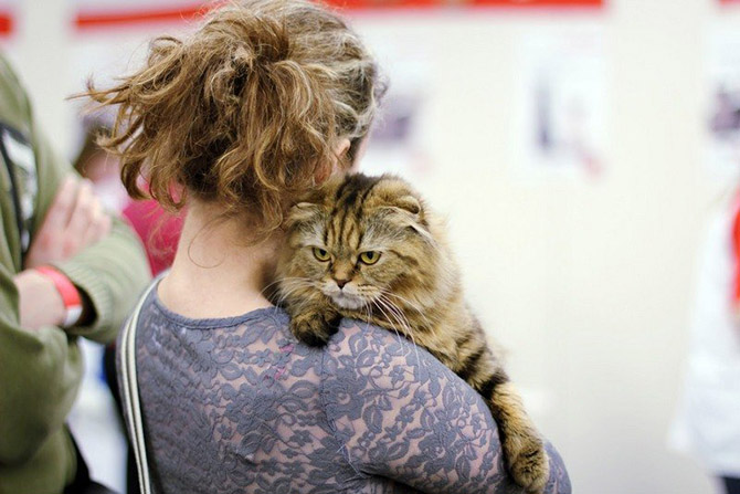 Интересные факты о кошках Интересные факты о кошках