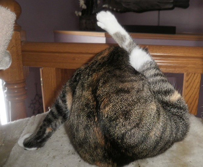 Интересные факты о кошках Интересные факты о кошках