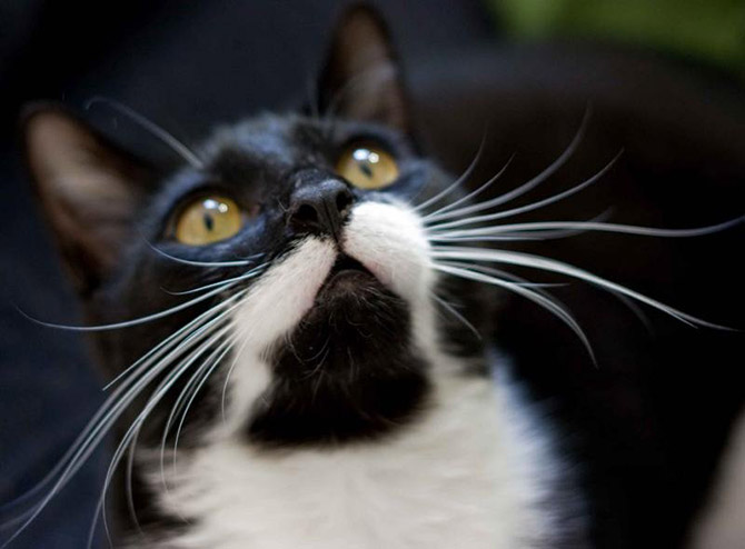 Интересные факты о кошках Интересные факты о кошках