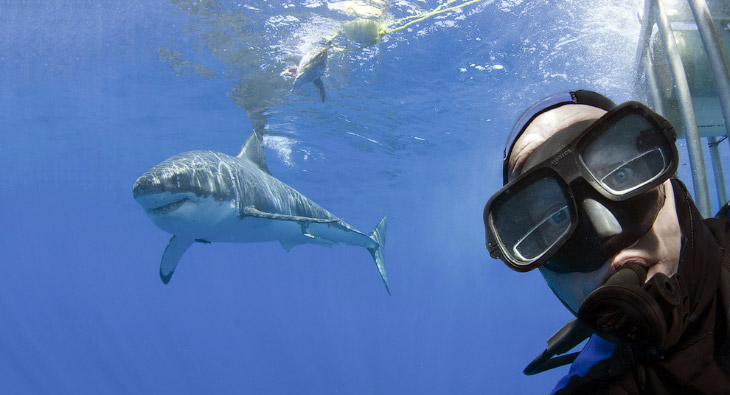 Животные в фотографиях Животные в фотографиях