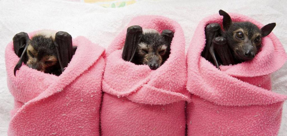 Животные в фотографиях Животные в фотографиях