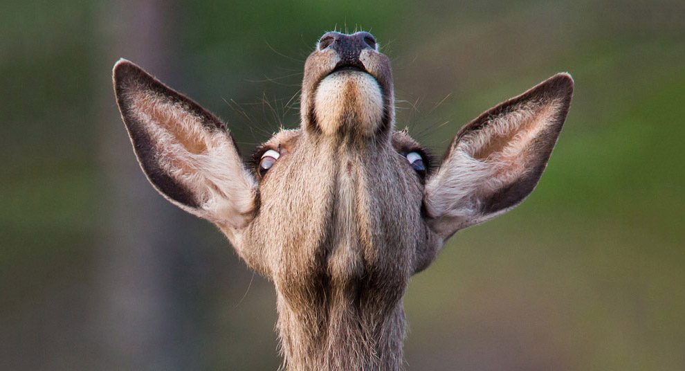 Животные в фотографиях Животные в фотографиях