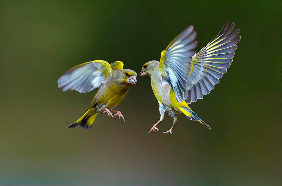 Животные в фотографиях Животные в фотографиях