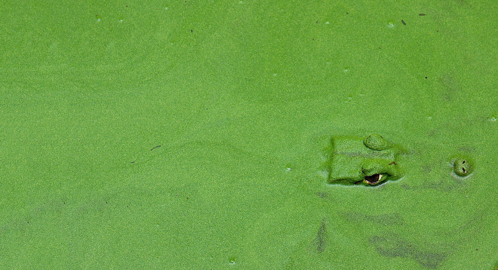 Животные в фотографиях Животные в фотографиях