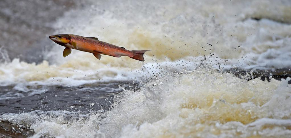 Животные в фотографиях Животные в фотографиях
