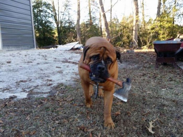 Прикольные картинки