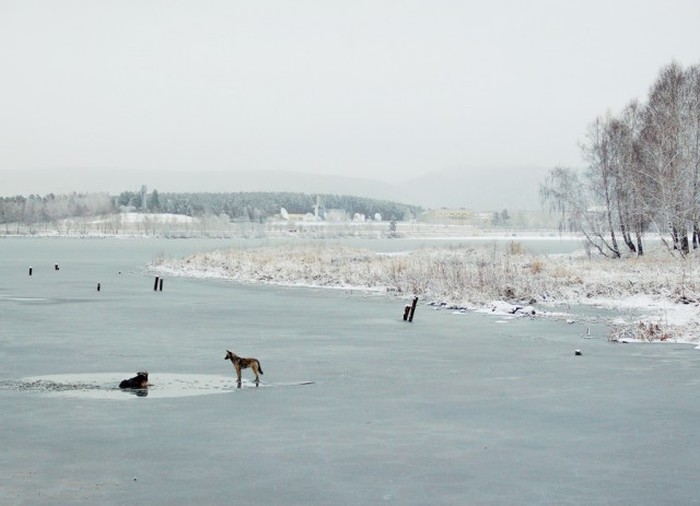 Спасение собаки, угодившей в ледяную ловушку