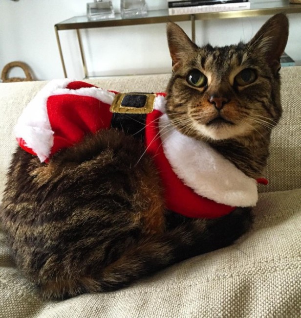 Как зарубежные звезды отмечали Рождество