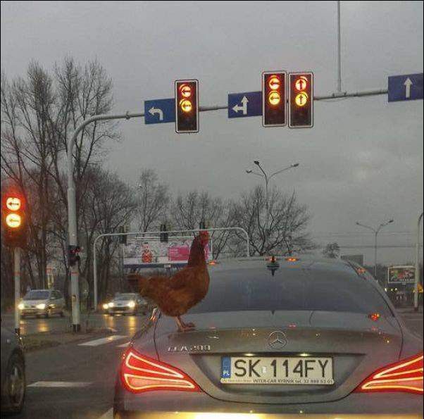 Свежая порция автоприколов