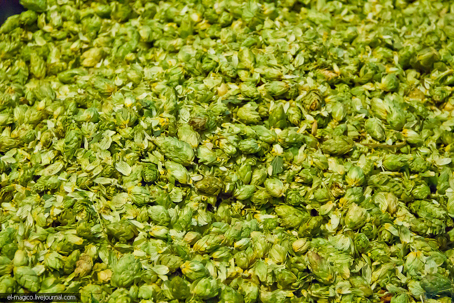 Экскурсия на Feldschl"osschen — самый главный пивной завод Швейцарии Экскурсия на Feldschl"osschen — самый главный пивной завод Швейцарии