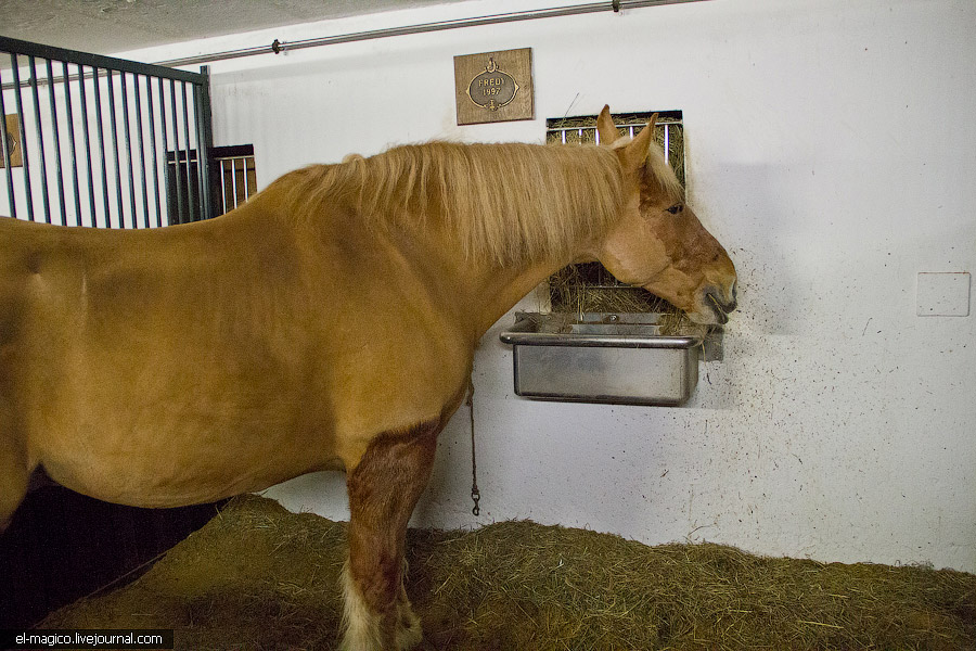 Экскурсия на Feldschl"osschen — самый главный пивной завод Швейцарии Экскурсия на Feldschl"osschen — самый главный пивной завод Швейцарии