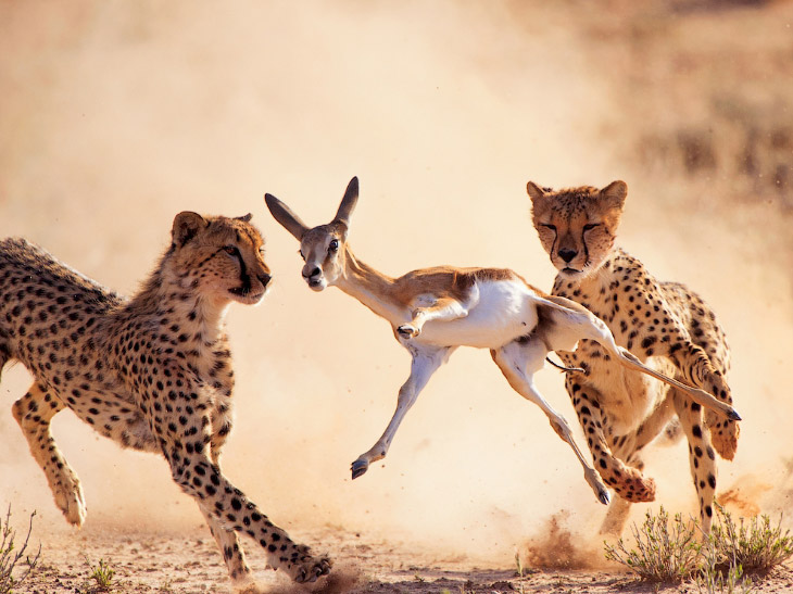 National Geographic: лучшие фотографии января