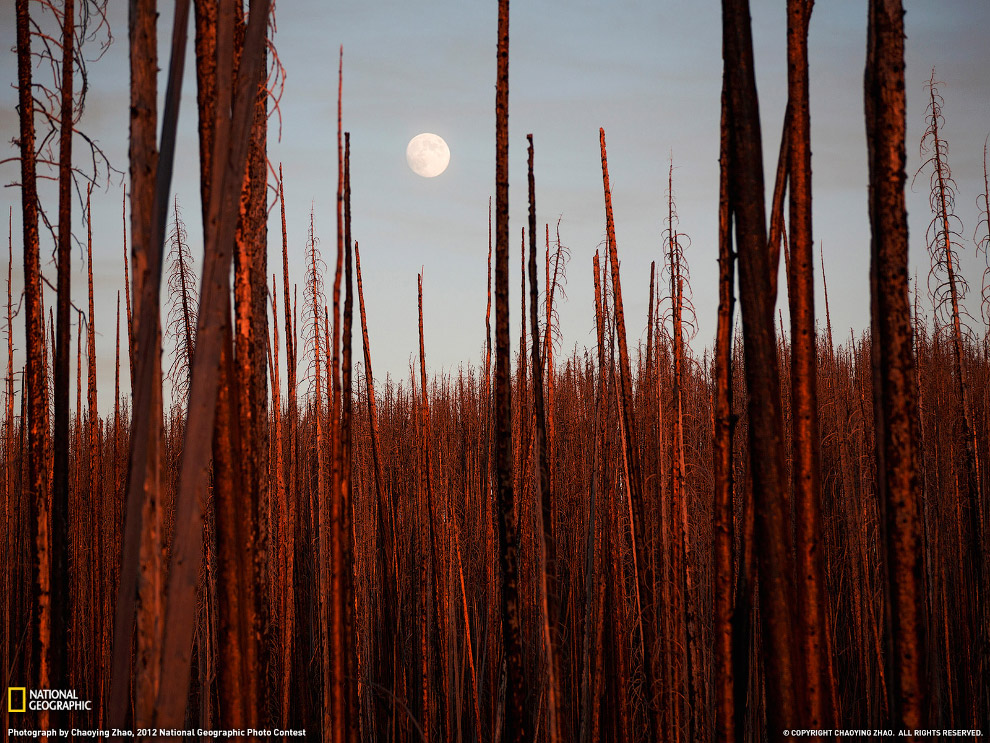 National Geographic: лучшие фотографии января