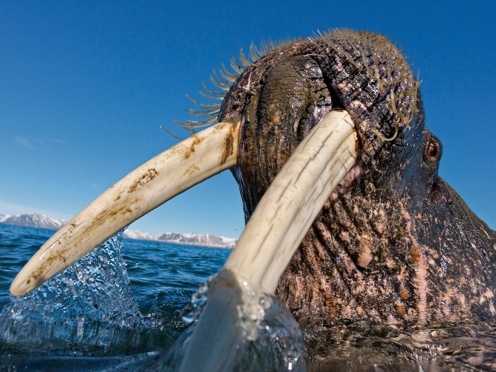 National Geographic: лучшие фотографии января