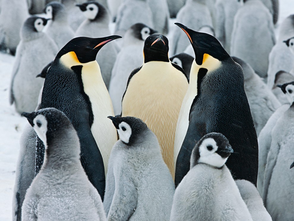 National Geographic: лучшие фотографии января