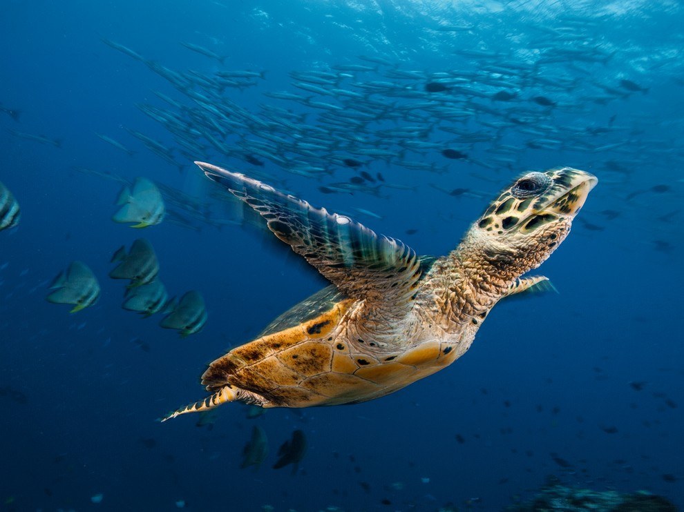 National Geographic: лучшие фотографии января