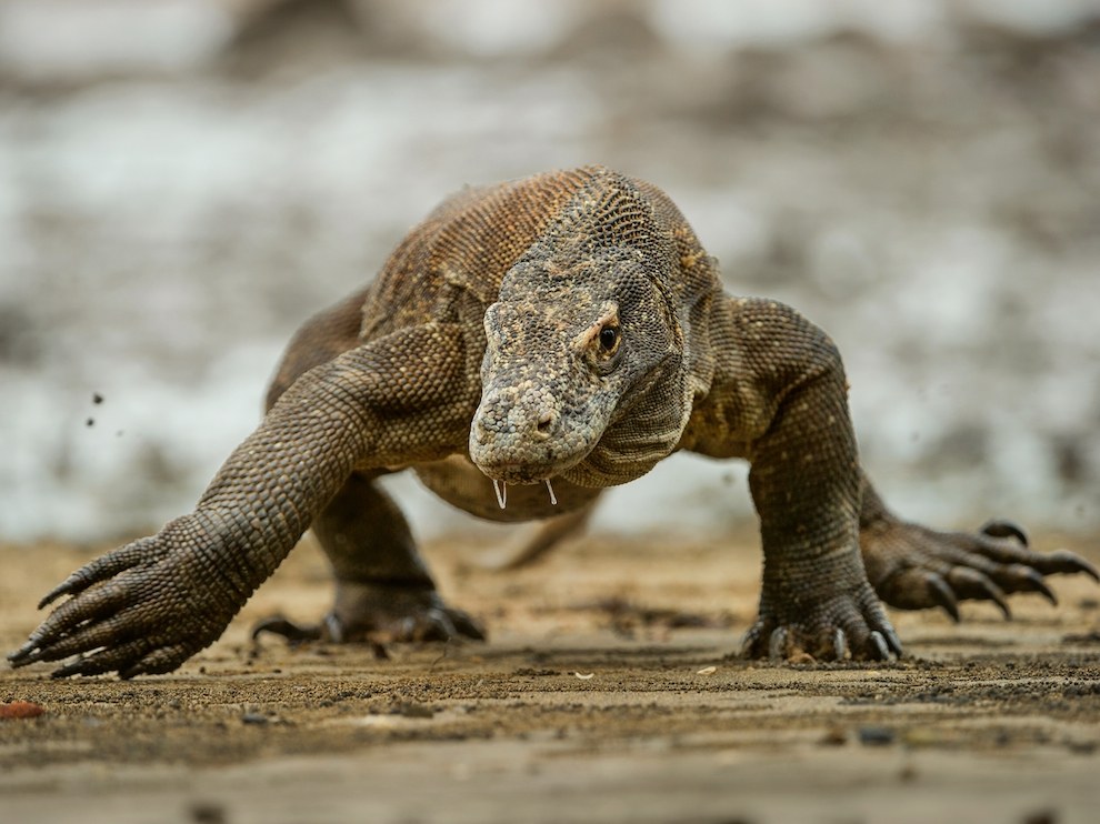 National Geographic: лучшие фотографии января