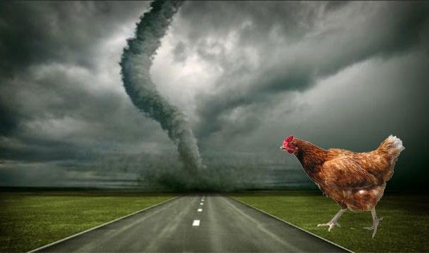 Самые нелепые исследования в науке (23 фото) Самые нелепые исследования в науке (23 фото)