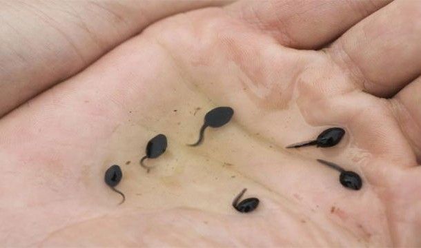 Самые нелепые исследования в науке (23 фото) Самые нелепые исследования в науке (23 фото)