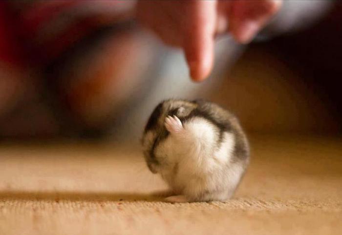 Эти смешные животные