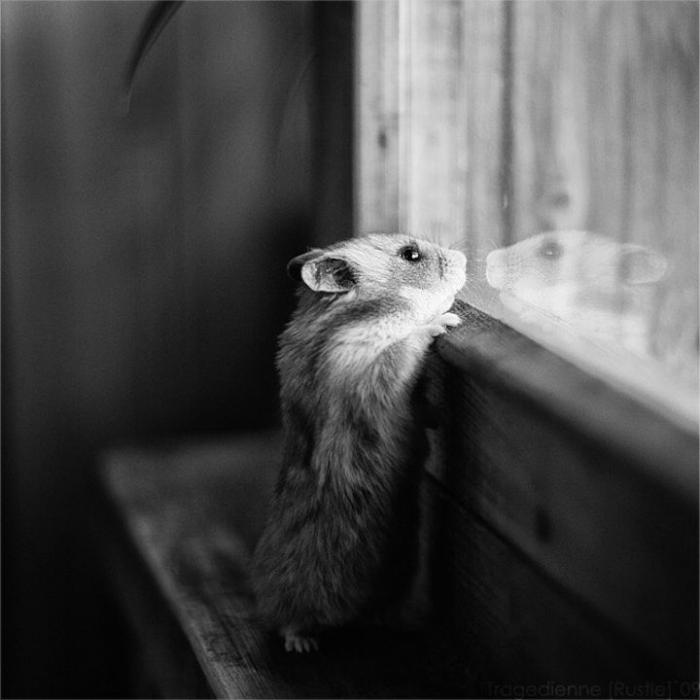 Эти смешные животные