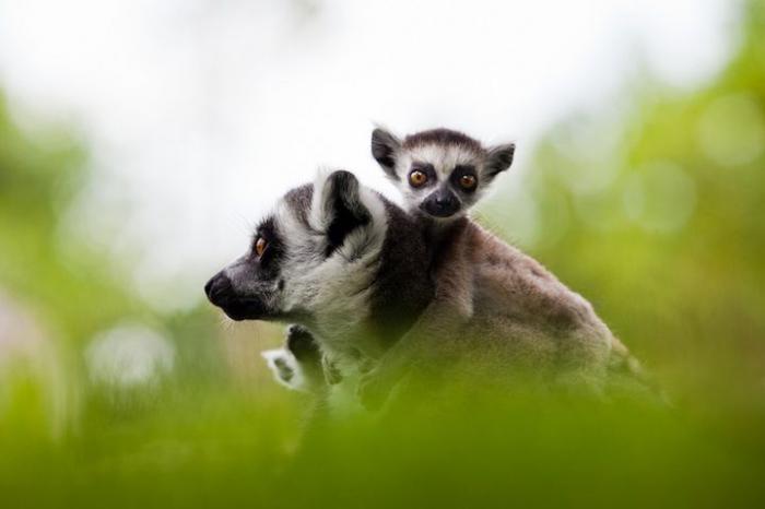 Эти смешные животные