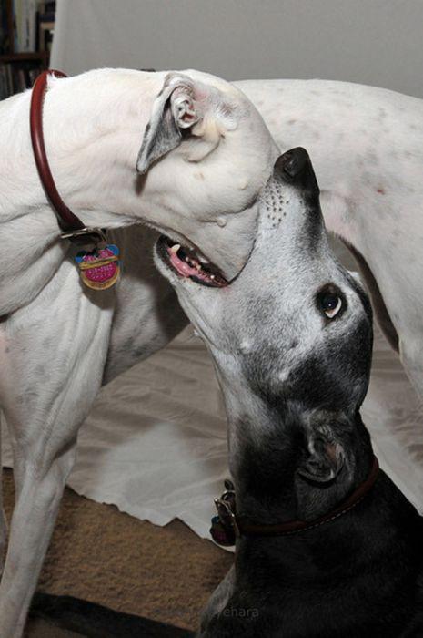 Эти смешные животные