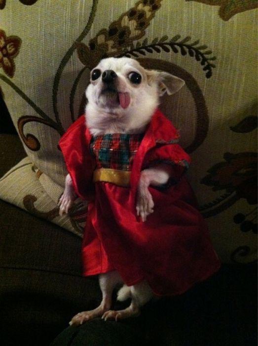 Эти смешные животные