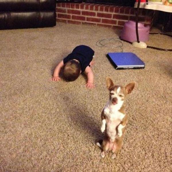 Эти смешные животные