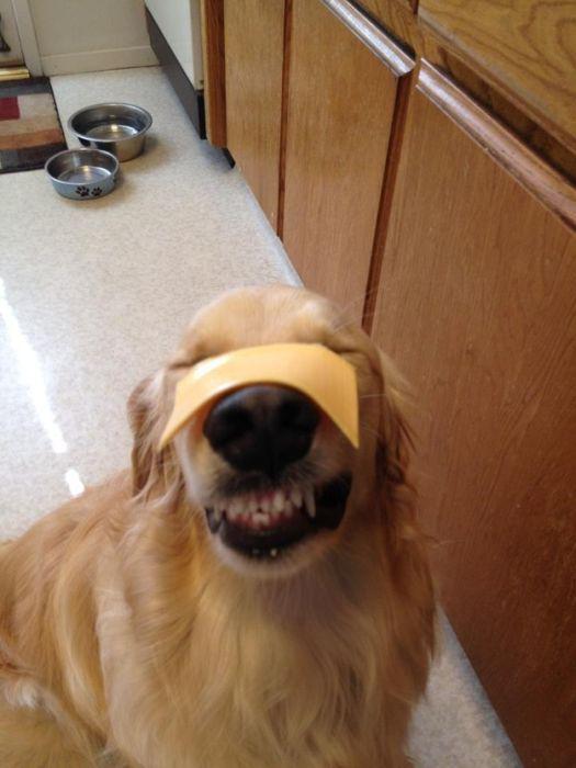 Эти смешные животные