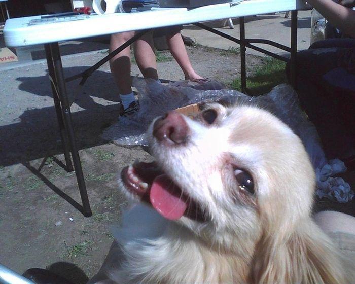 Эти смешные животные