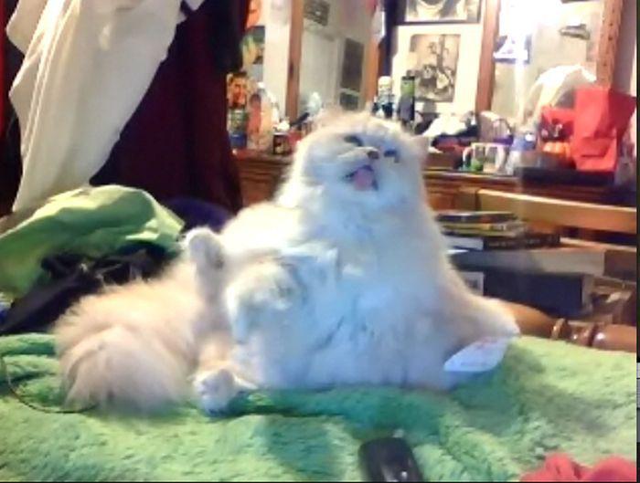 Эти смешные животные